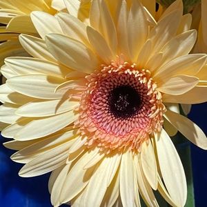 Meet your Posher, Hillary